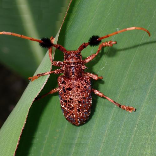 Aristobia freneyi